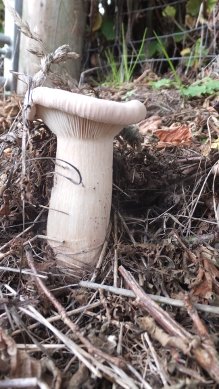 Fungi